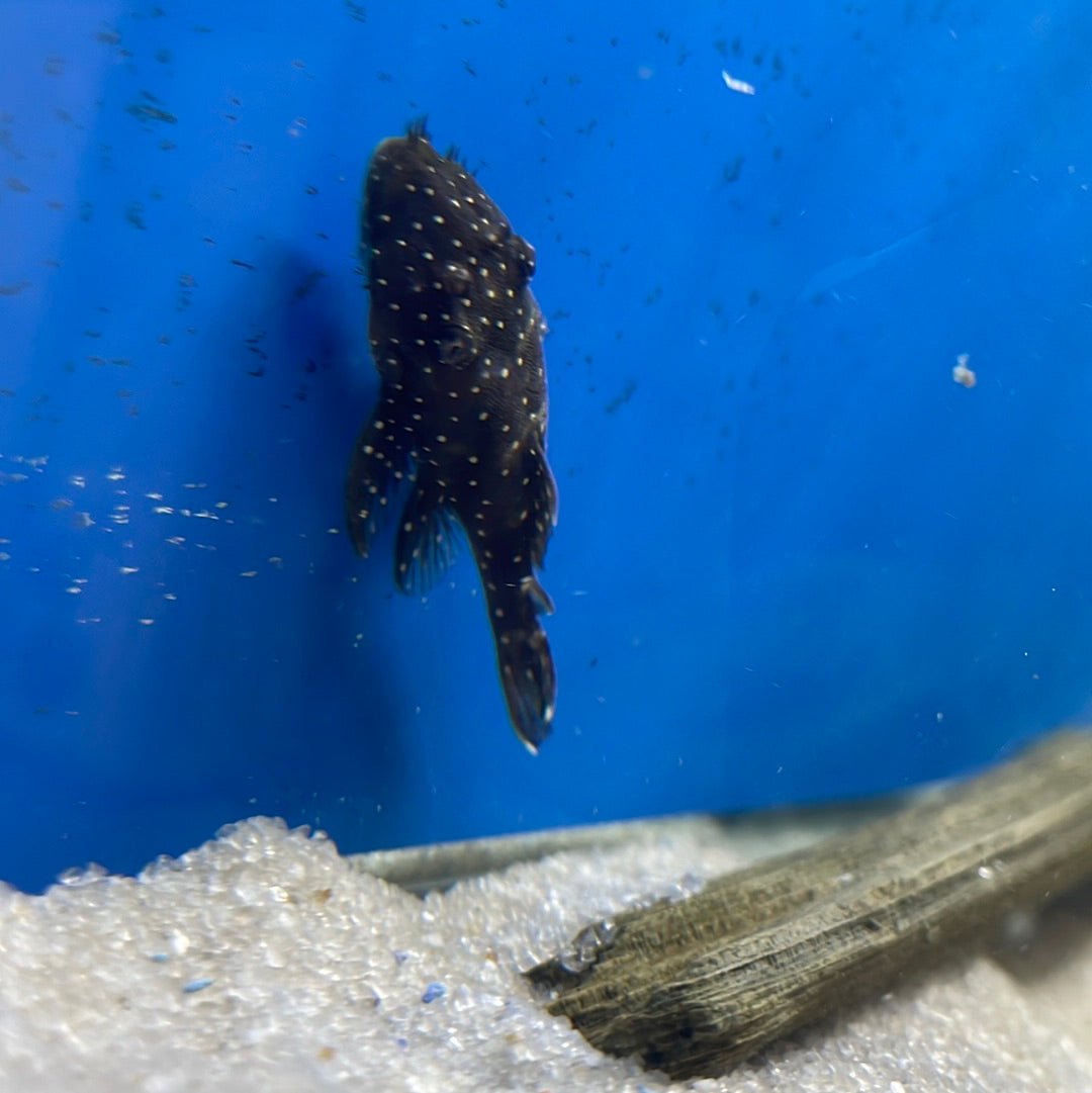 L255 Spotted Medusa Pleco