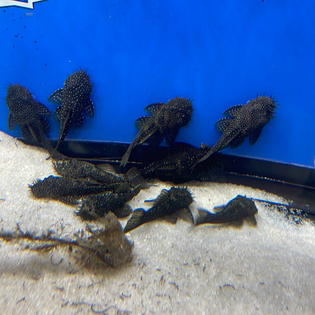 L032 Aguaboa Pleco