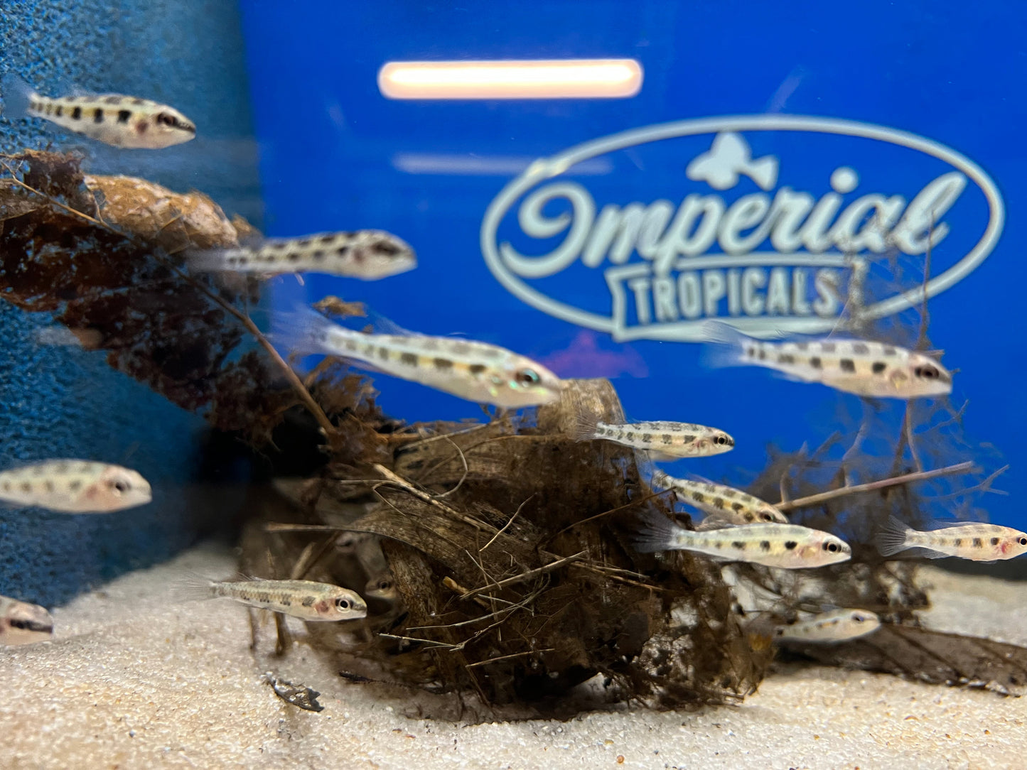 Checkerboard Cichlid