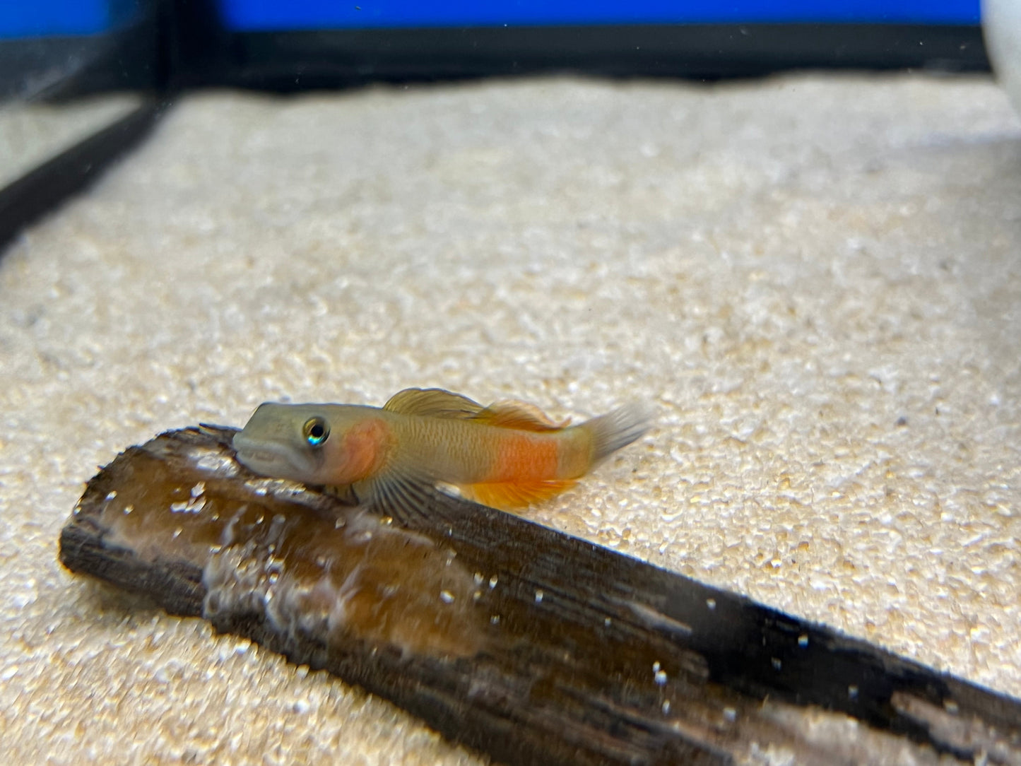 Teardrop Goby