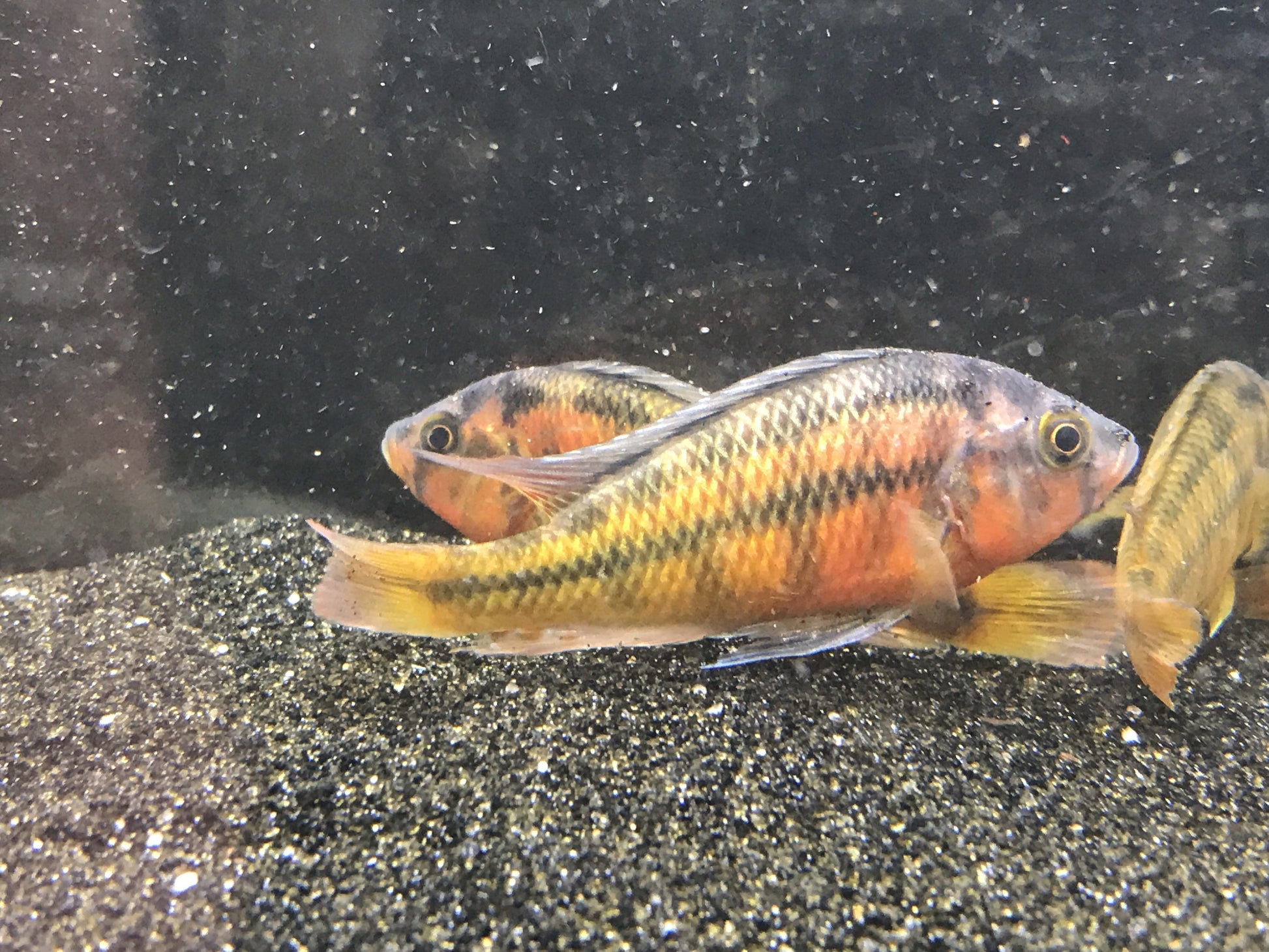 Yellow Rock Kribensis (Haplochromis sauvagei) - Imperial Tropicals