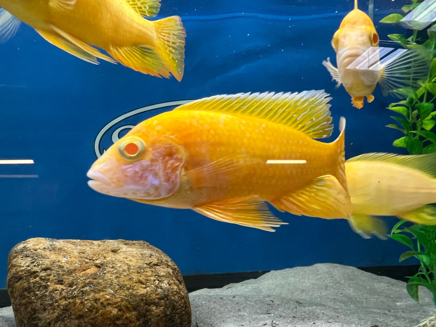 Albino Benga/Sunshine Peacock