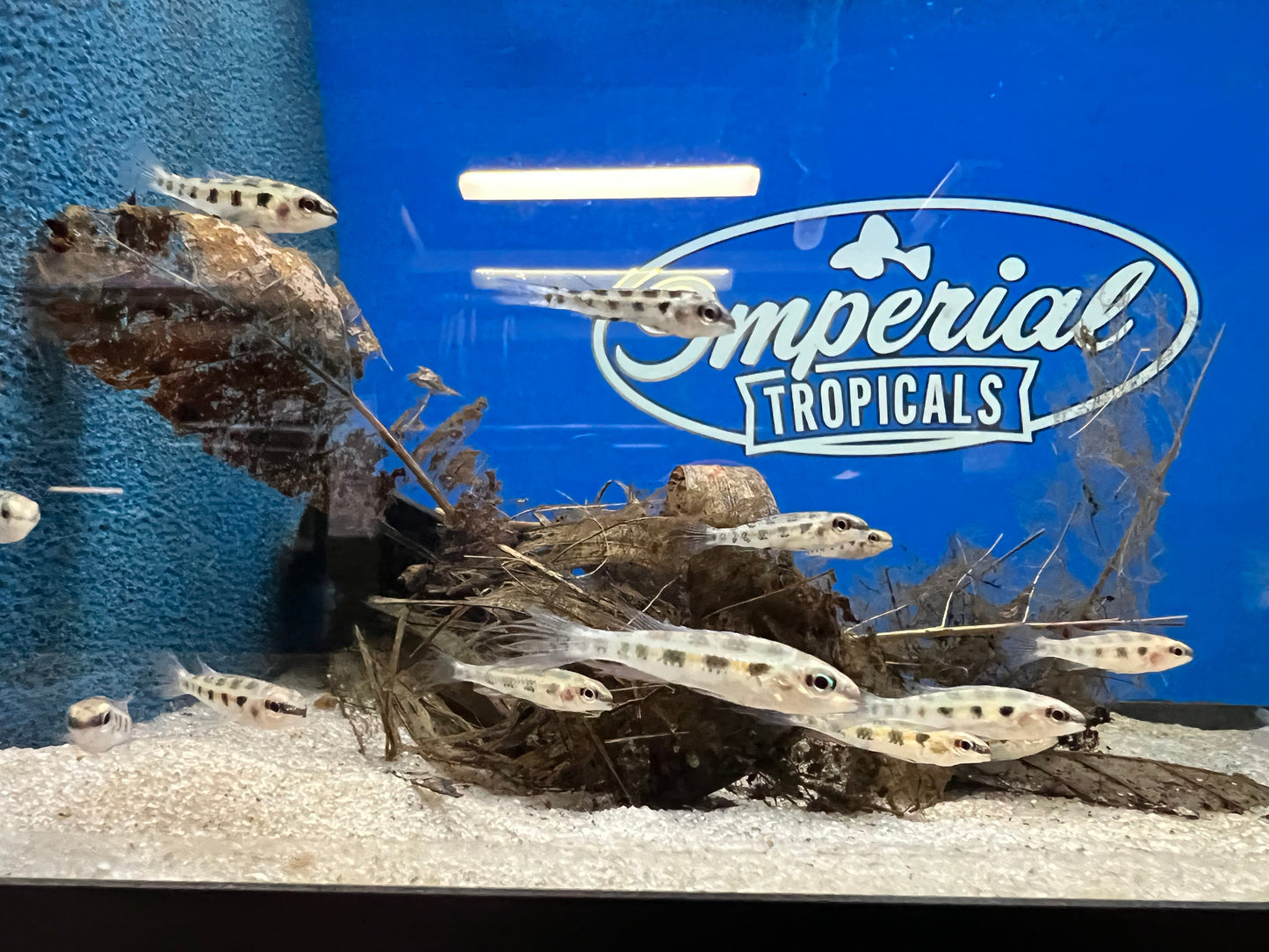 Checkerboard Cichlid