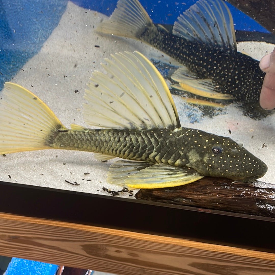 Hypostomus luteus (Phase 2)