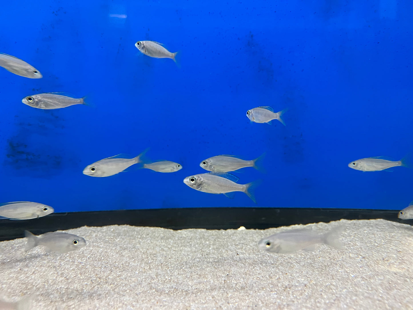 Cyathopharynx foai "Kachese"