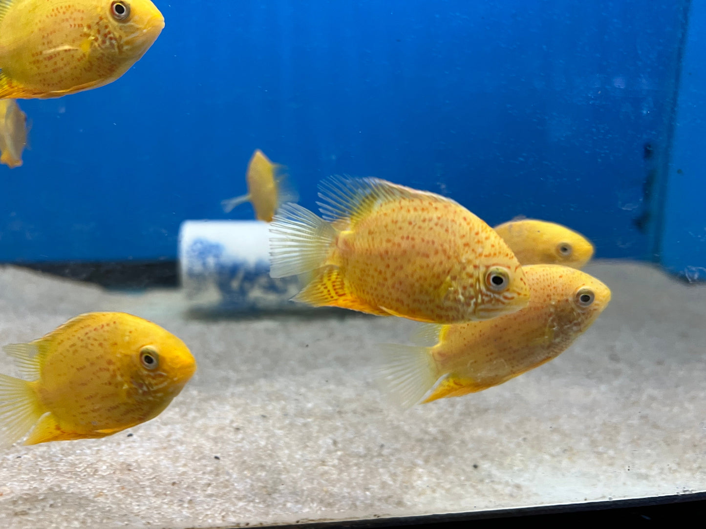 Red Spotted Severum