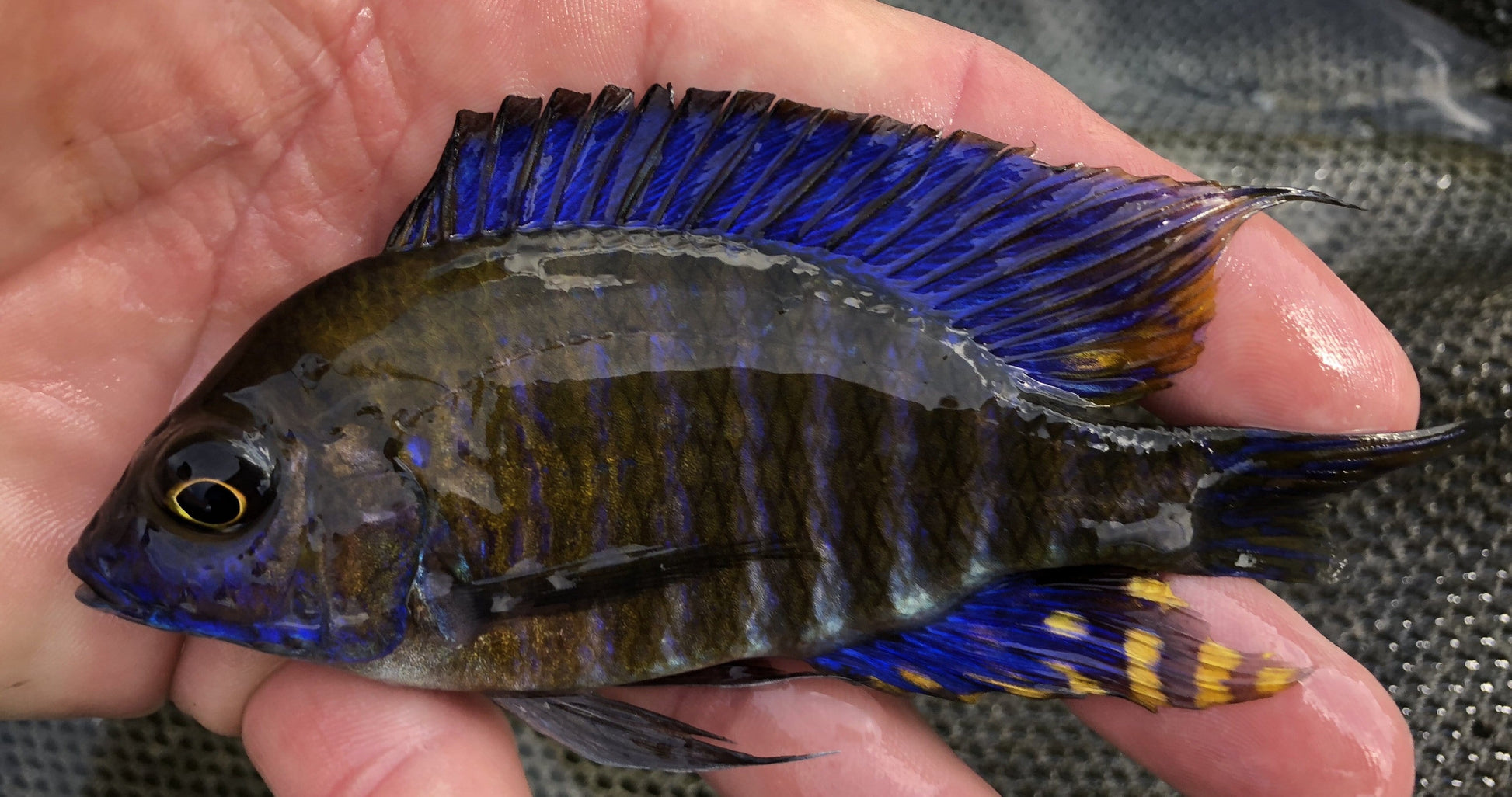 Chitande Peacock (Aulonocara ethelwynnae) - Imperial Tropicals