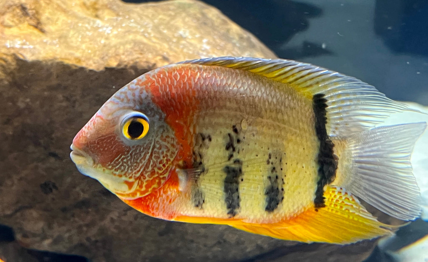 Red Shoulder Severum Rotkeil