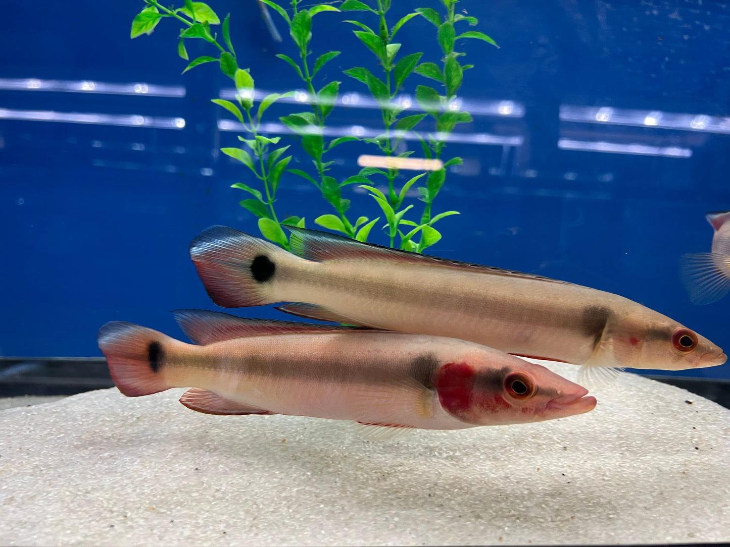 Red Atabapo Pike Cichlid