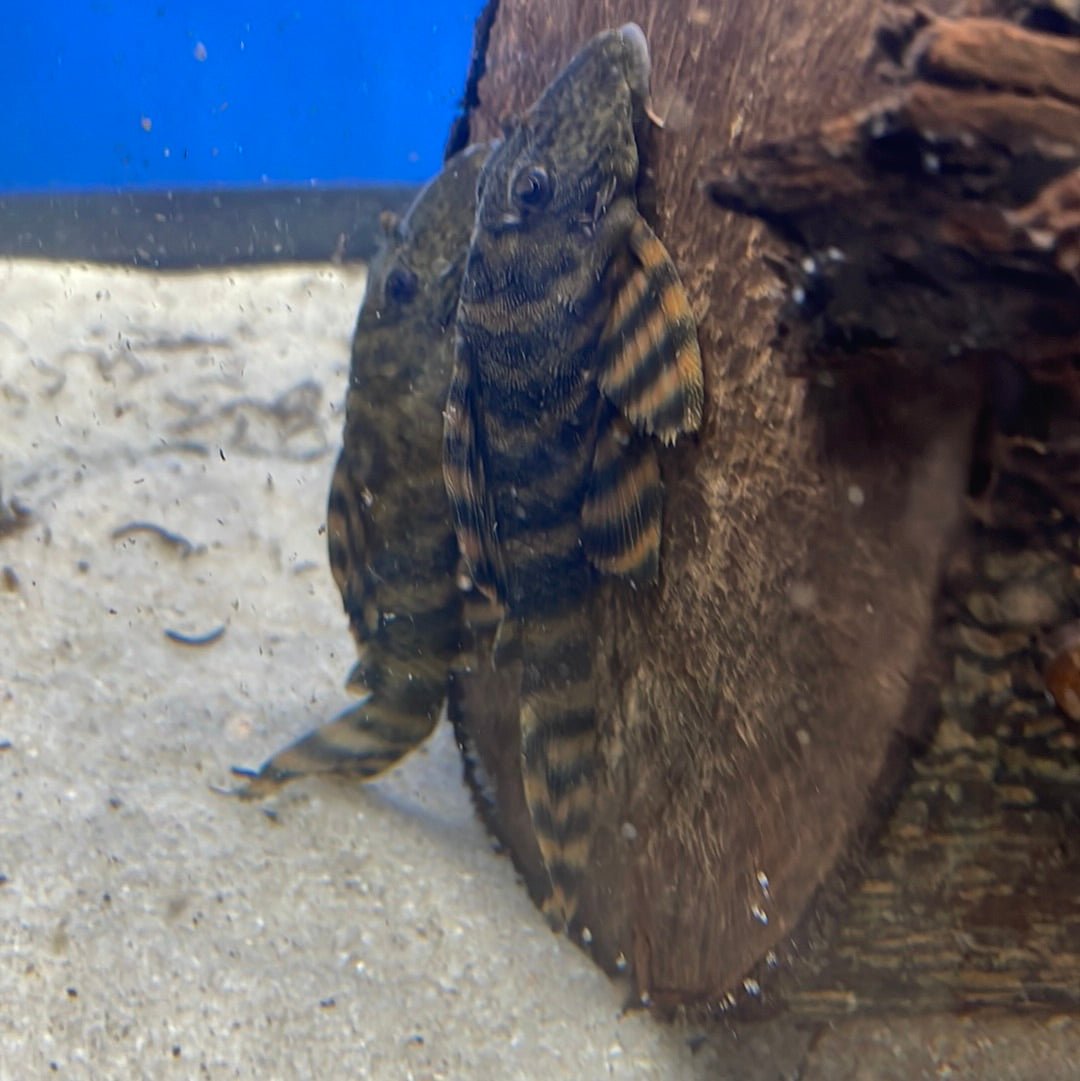 L271 Red Flame Pleco