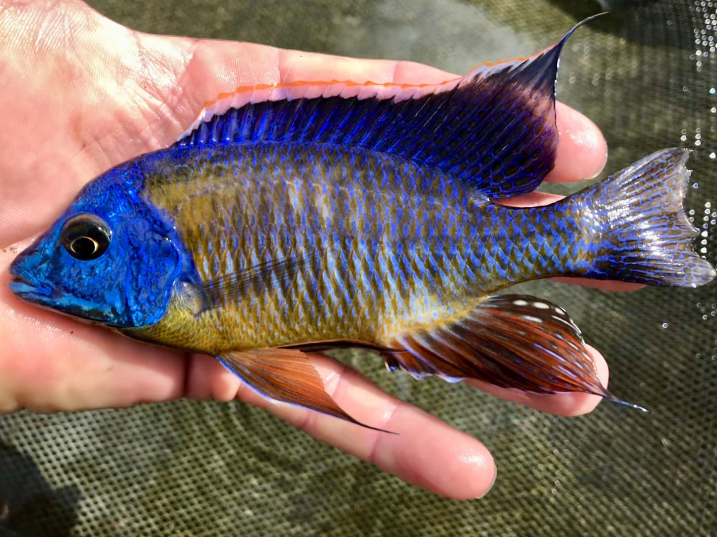 Tangerine Tiger (Protomelas taeniolatus) - Imperial Tropicals