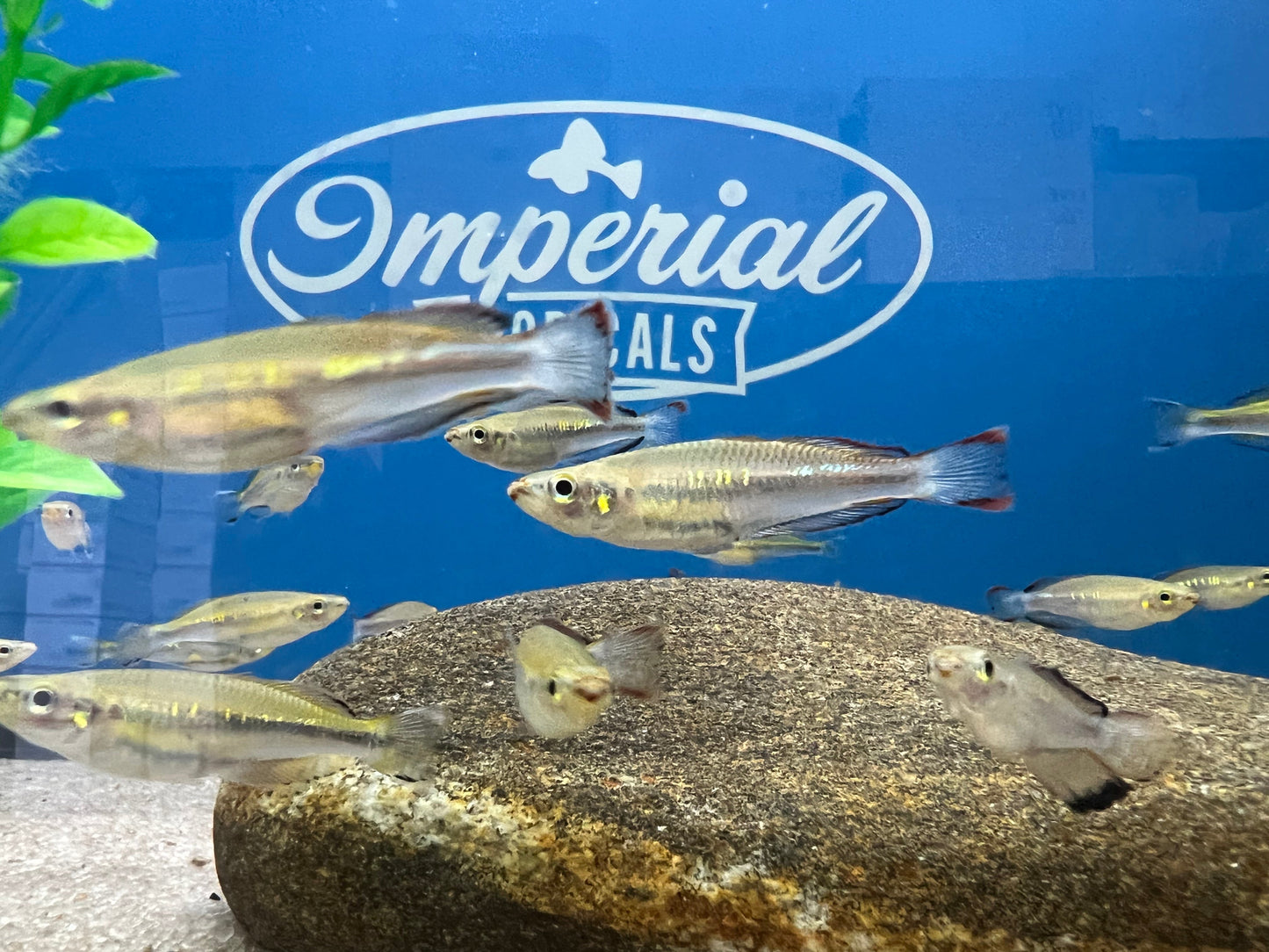 Madagascar Rainbowfish