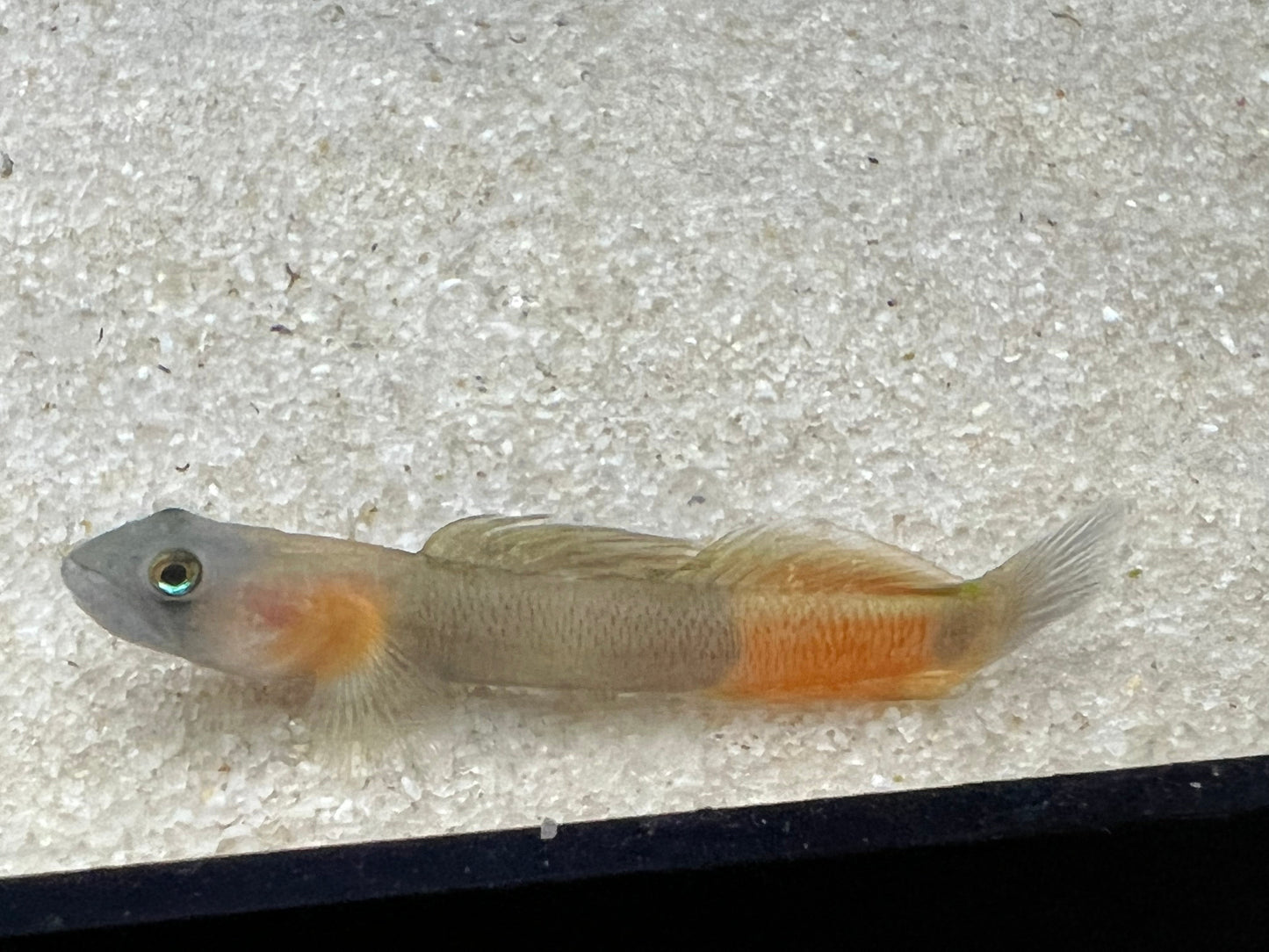 Teardrop Goby