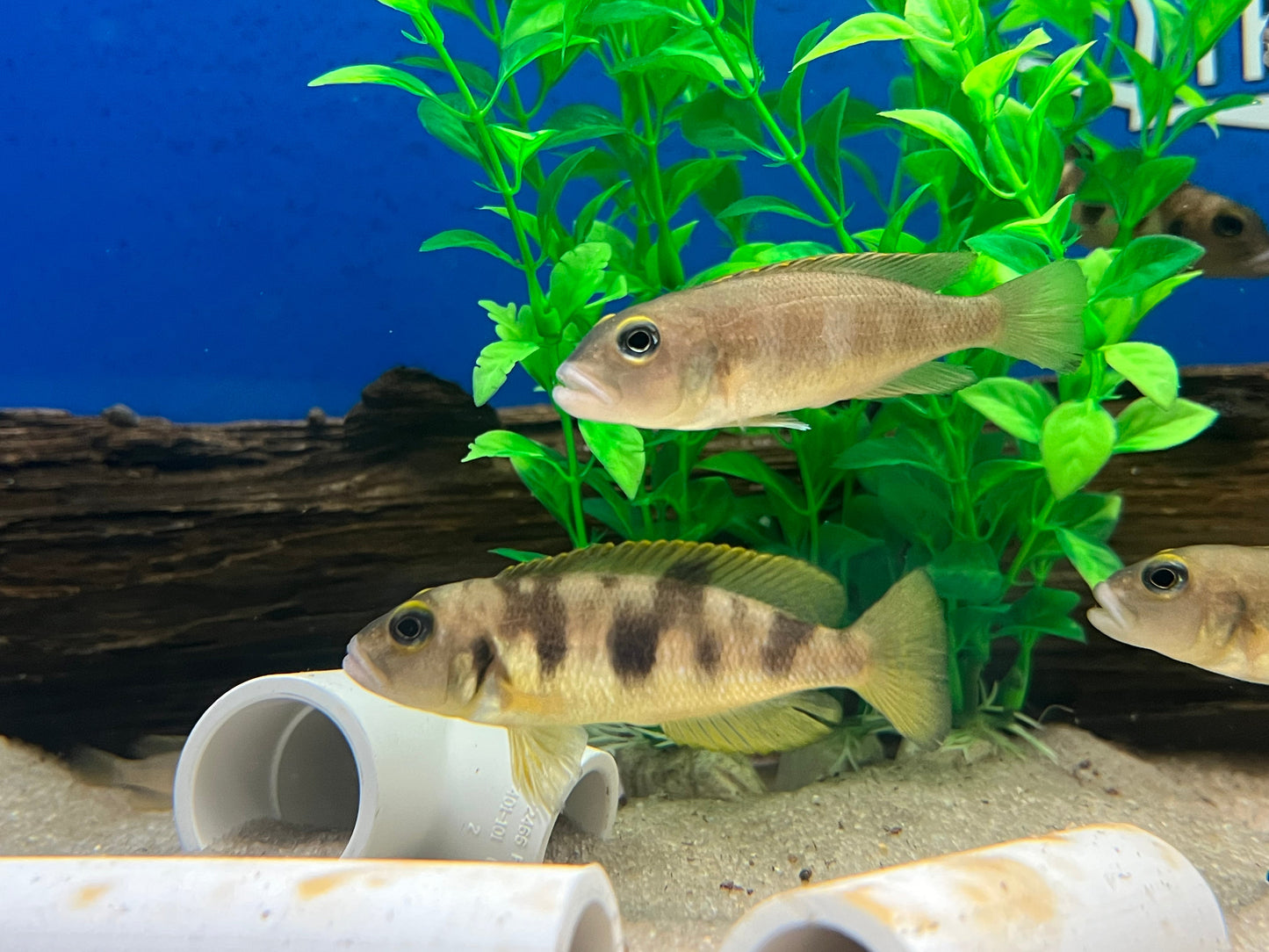 Lepidiolamprologus hecqui
