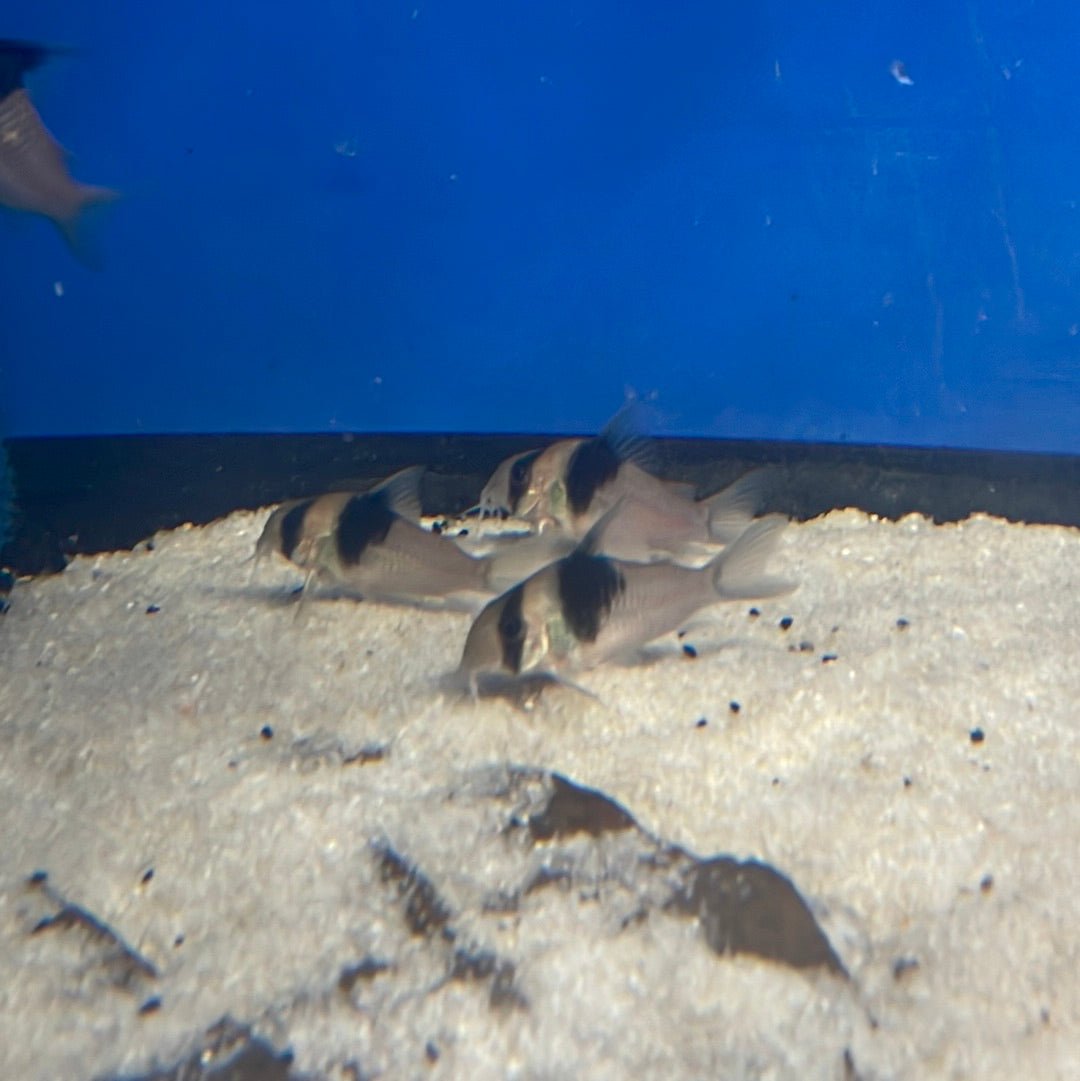 Black Diamond Cory (Corydoras sp. CW049) - shop Imperial Tropicals