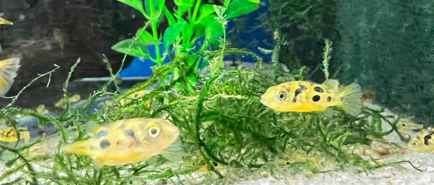 Dwarf Pea Puffer