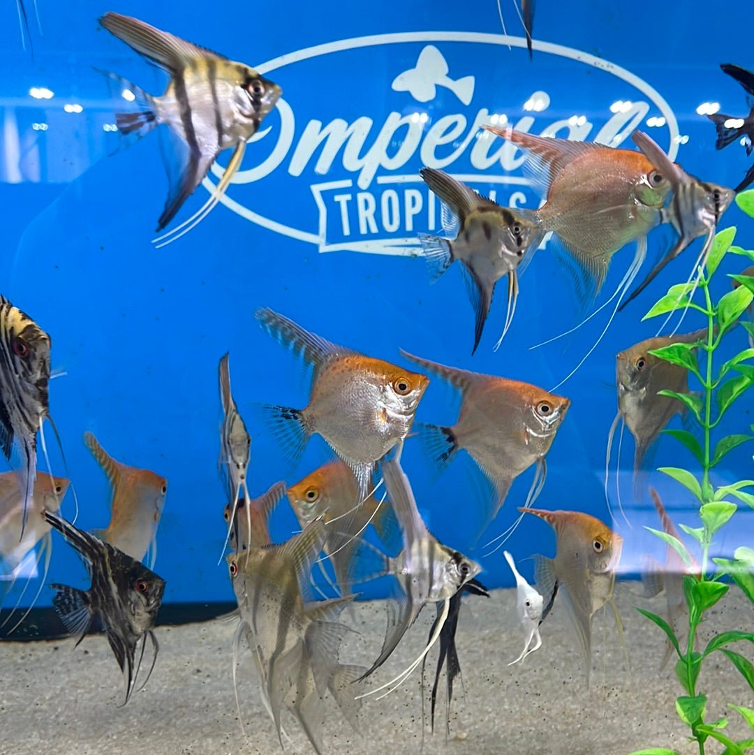Assorted Angelfish