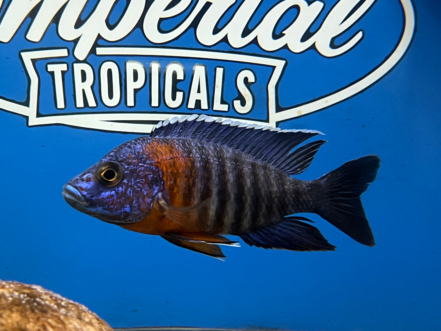 Red Shoulder Peacock "Chiloelo"