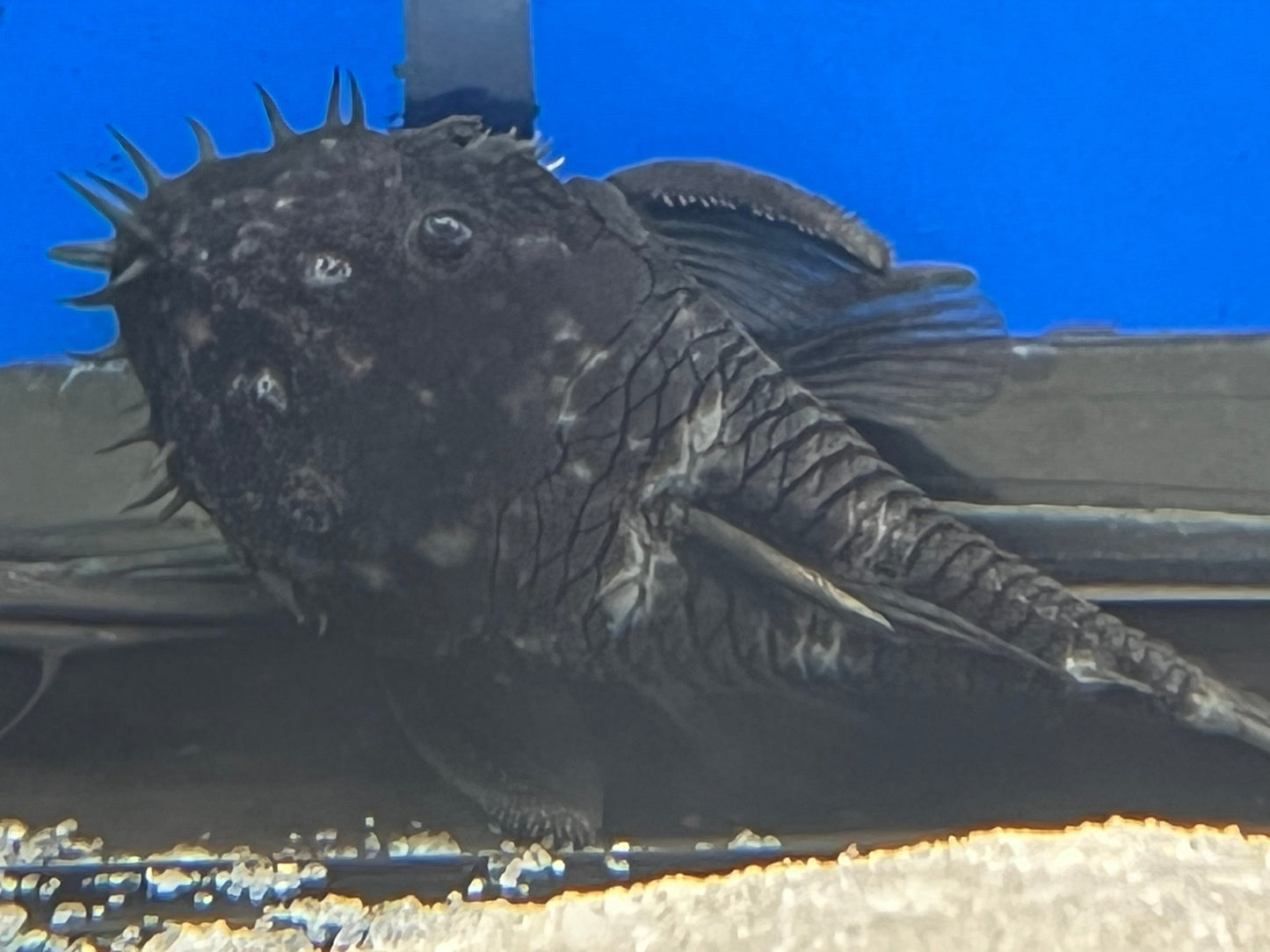 L034 Medusa Pleco