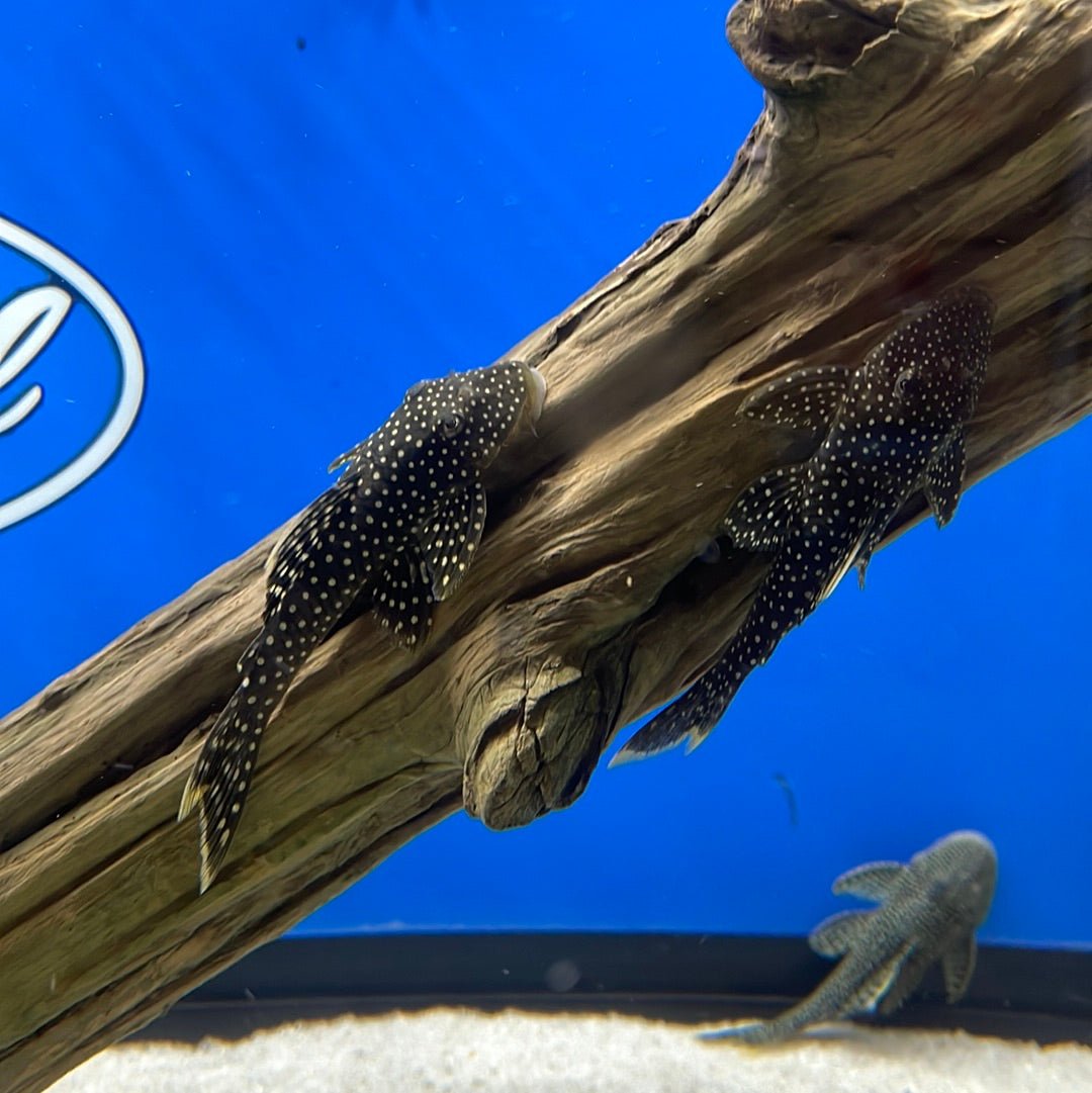 L067 Yellow Seam Pleco