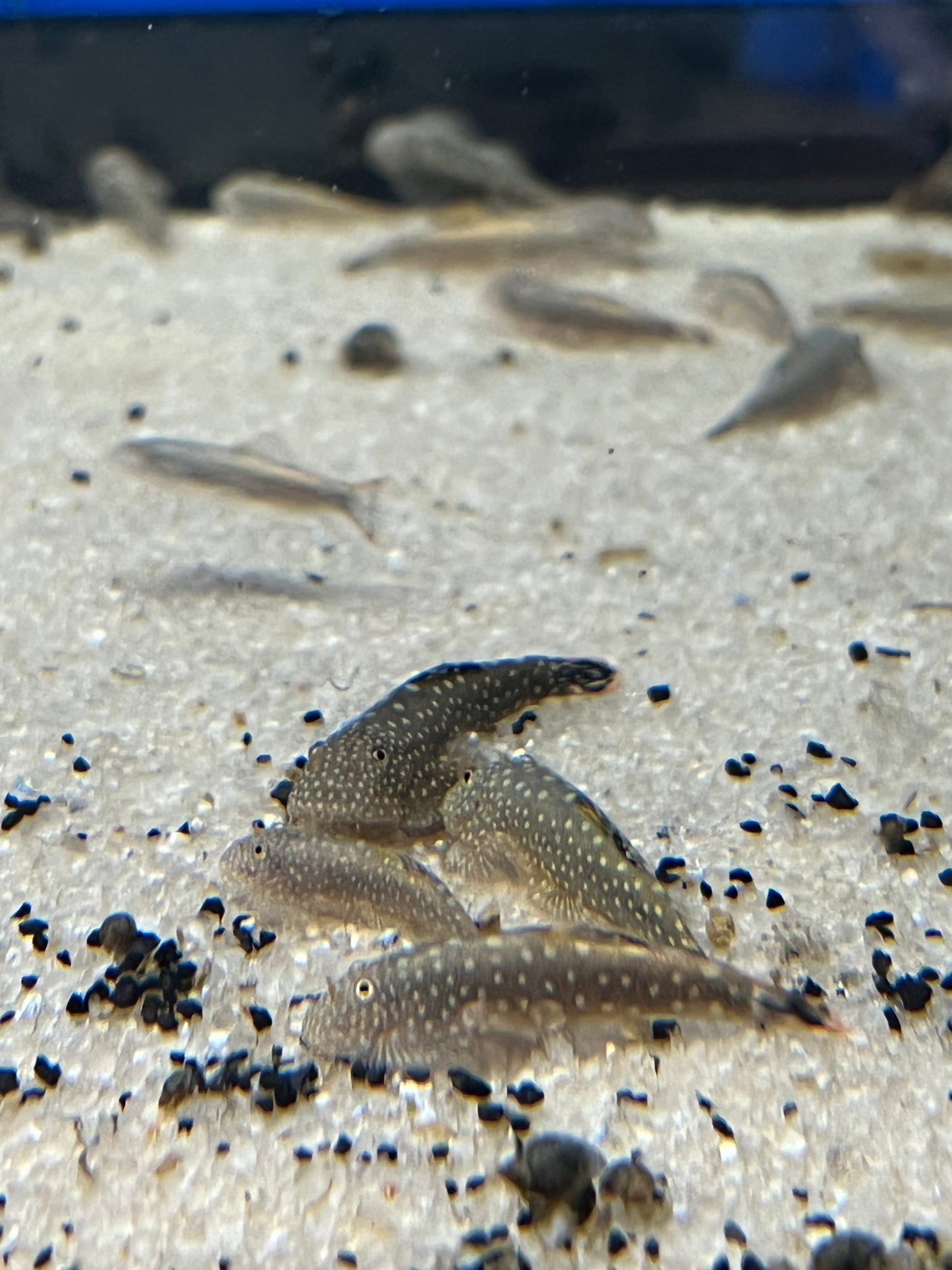 Borneo Sucker Loach