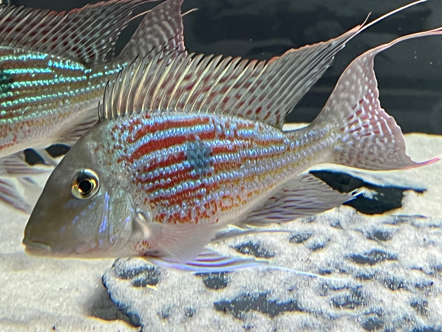 Geophagus Sveni