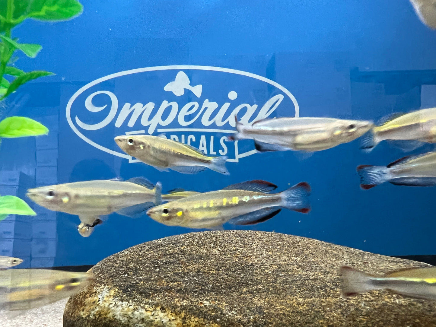 Madagascar Rainbowfish