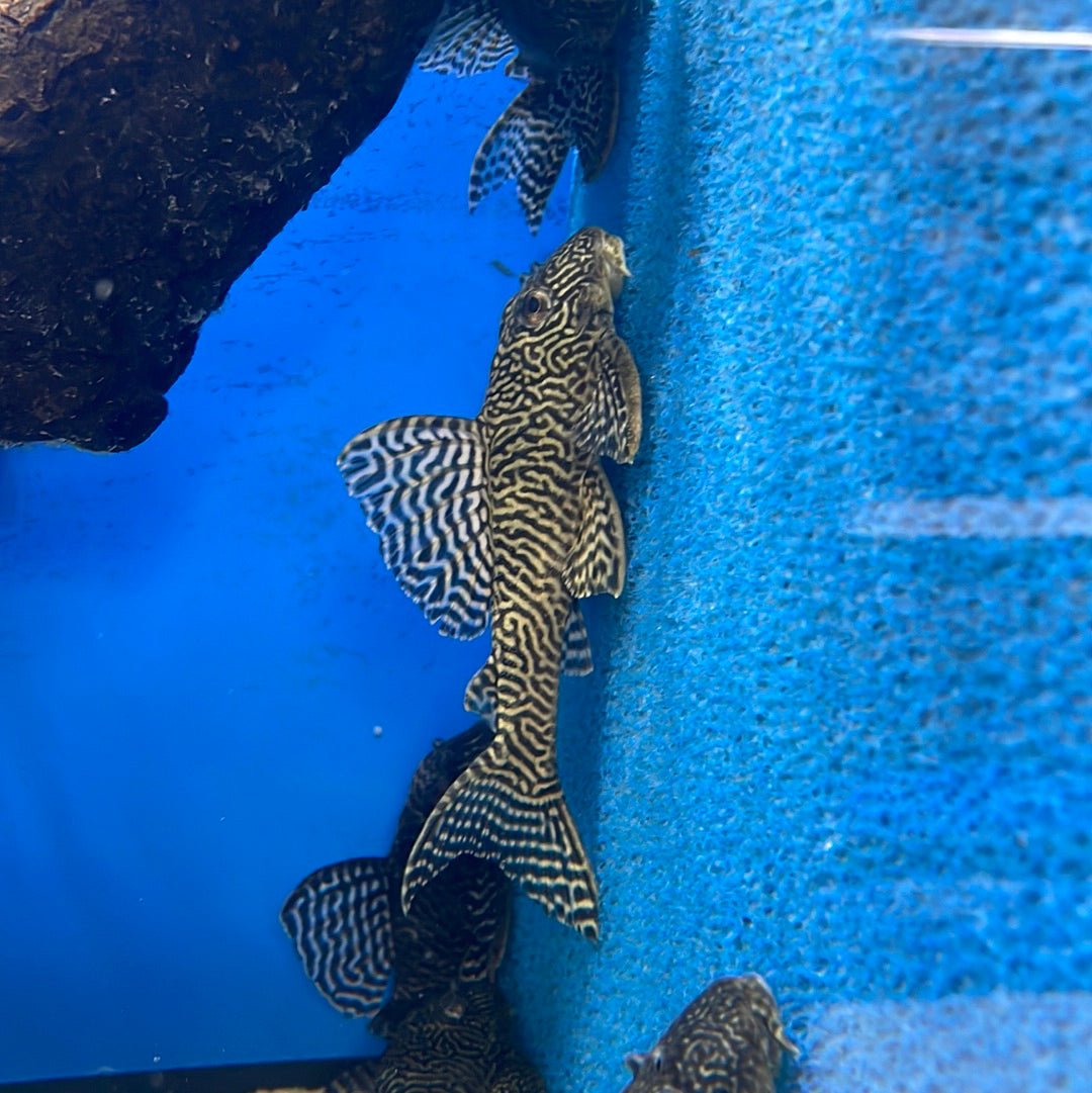 L066 King Tiger Pleco