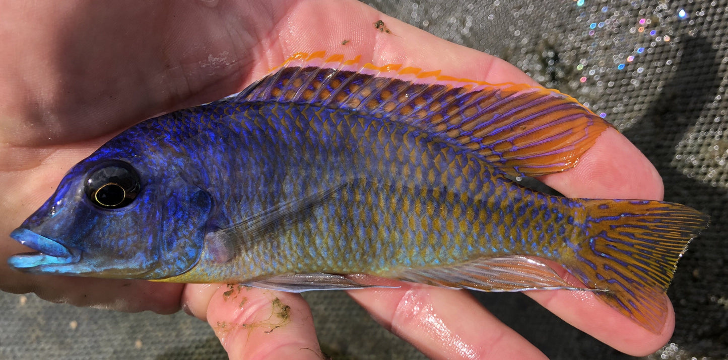 Malawi Gar (Lichnochromis acuticeps) - Imperial Tropicals