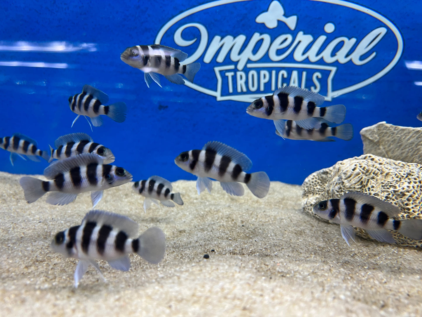 Neolamprologus tretocephalus