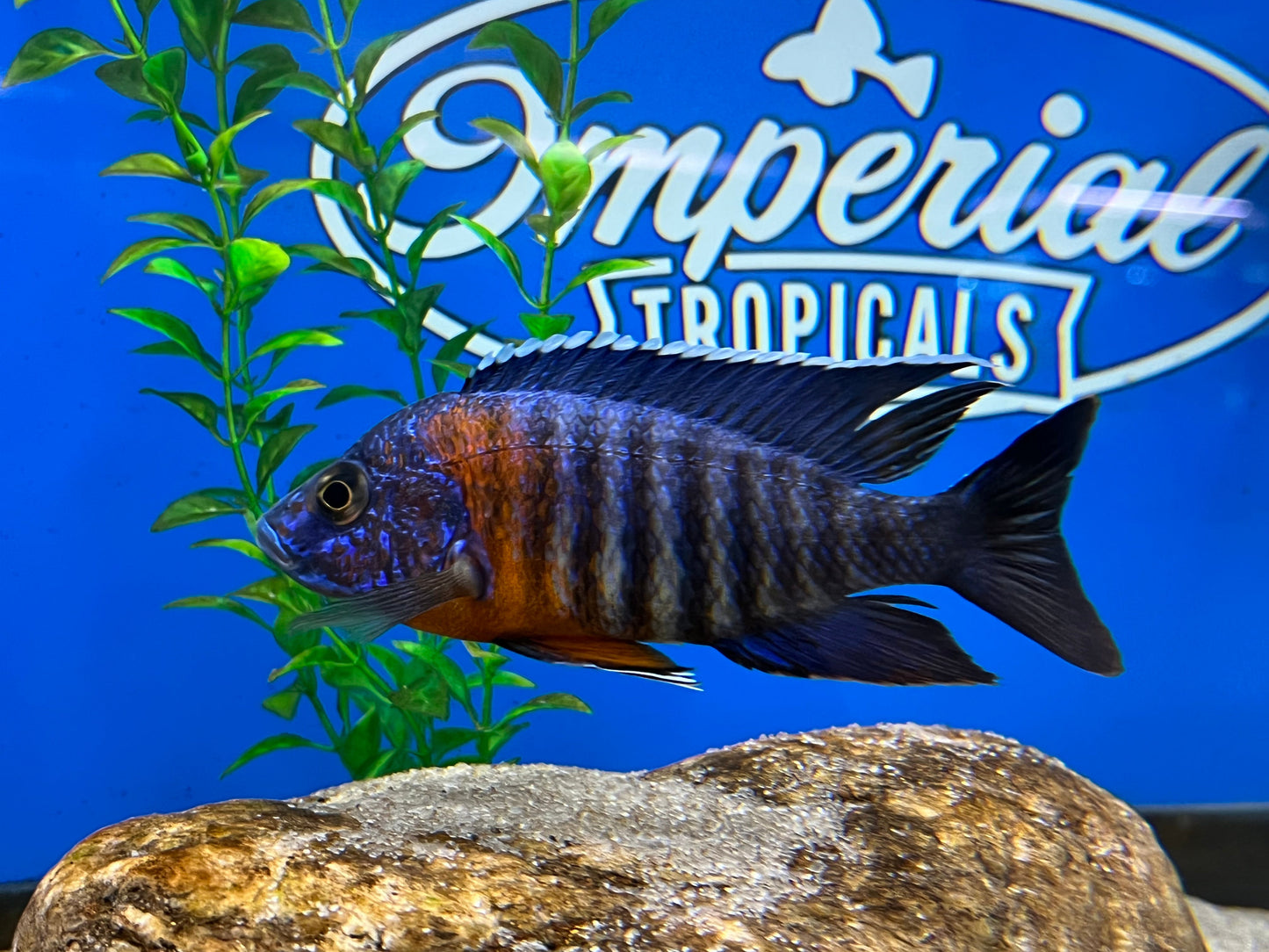 Red Shoulder Peacock "Chiloelo"