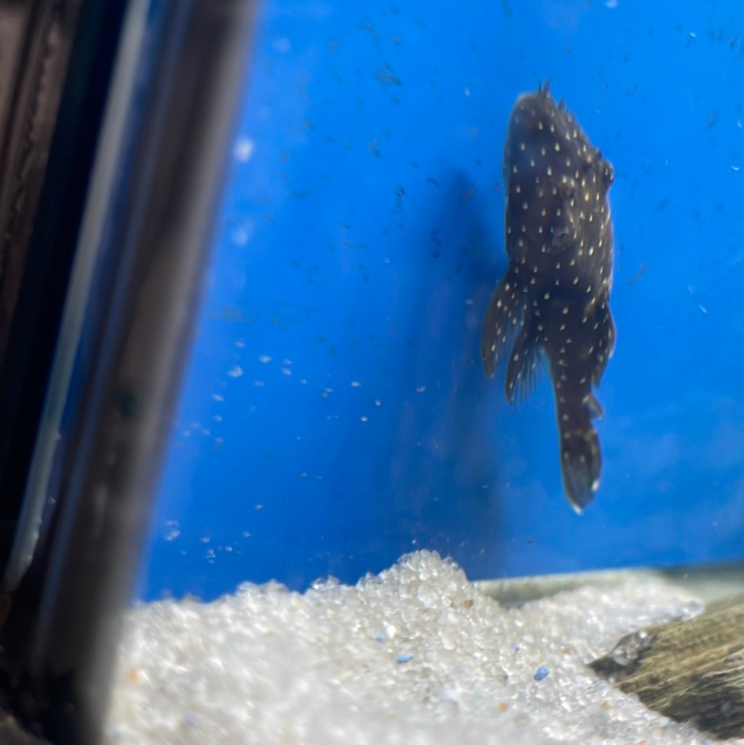 L255 Spotted Medusa Pleco