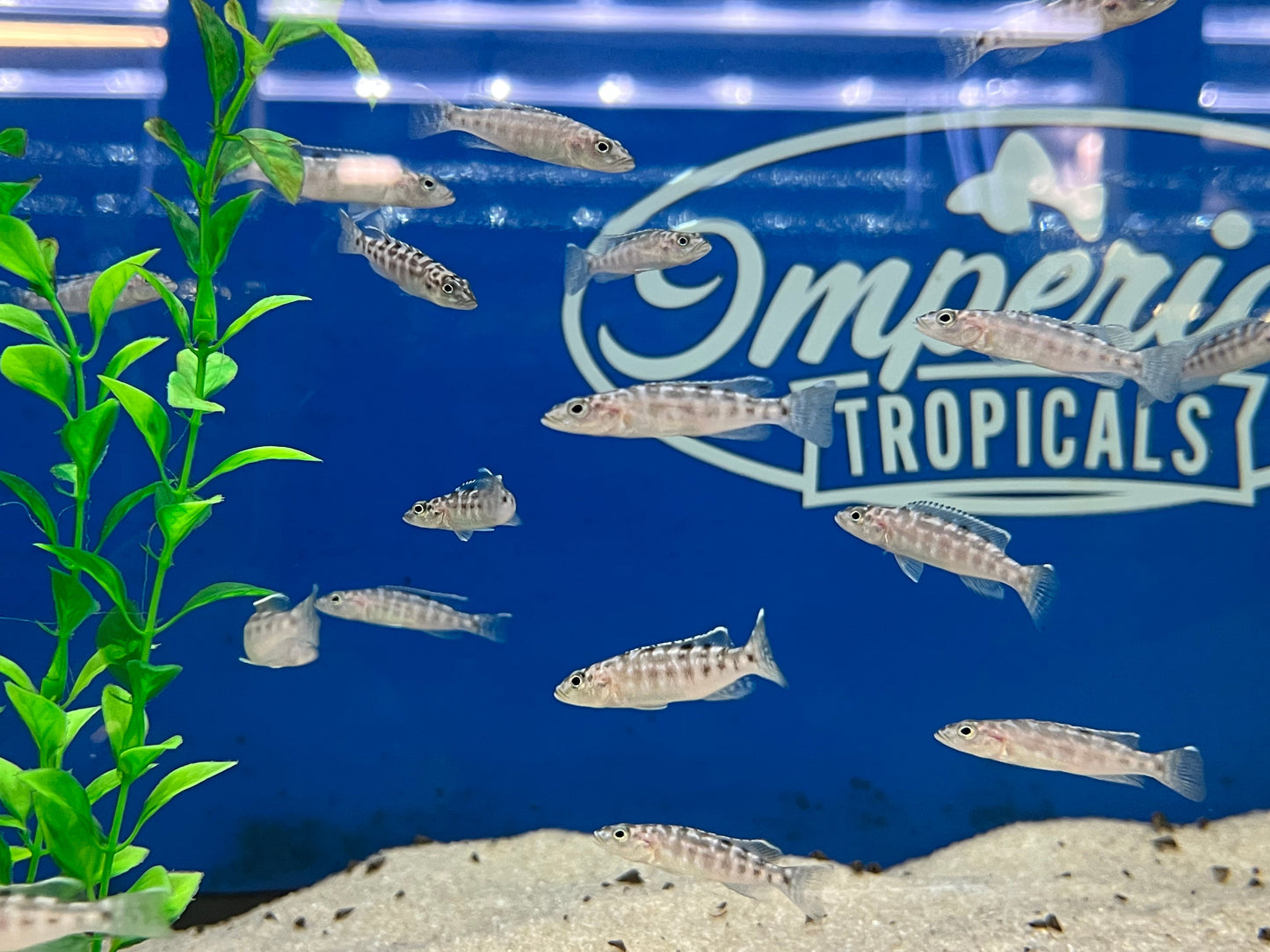 Lepidiolamprologus kendalli