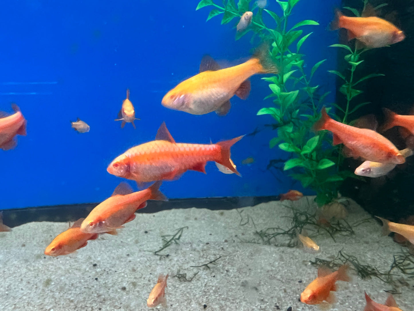 Albino Cherry Barb