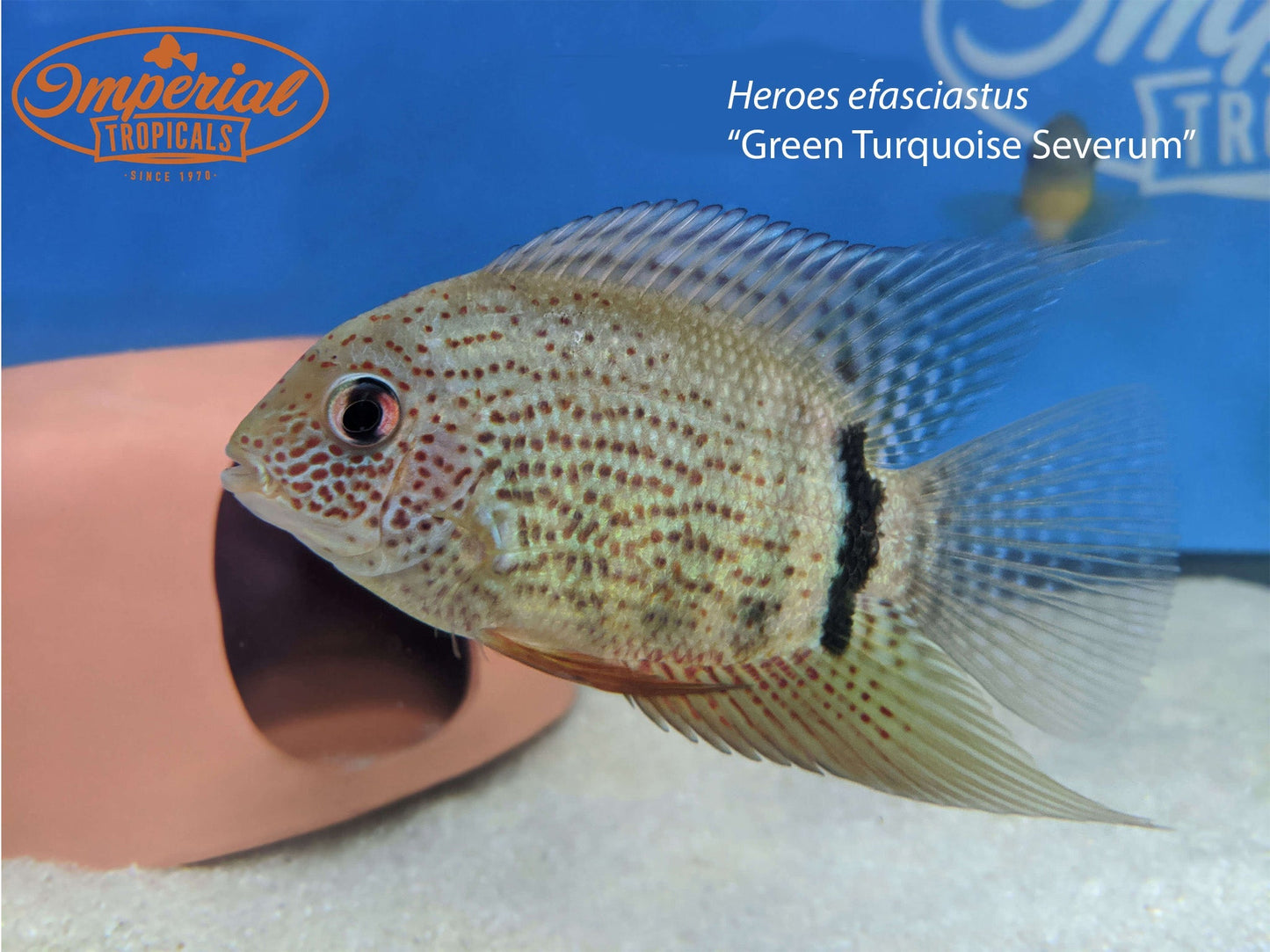Green Turquoise Severum