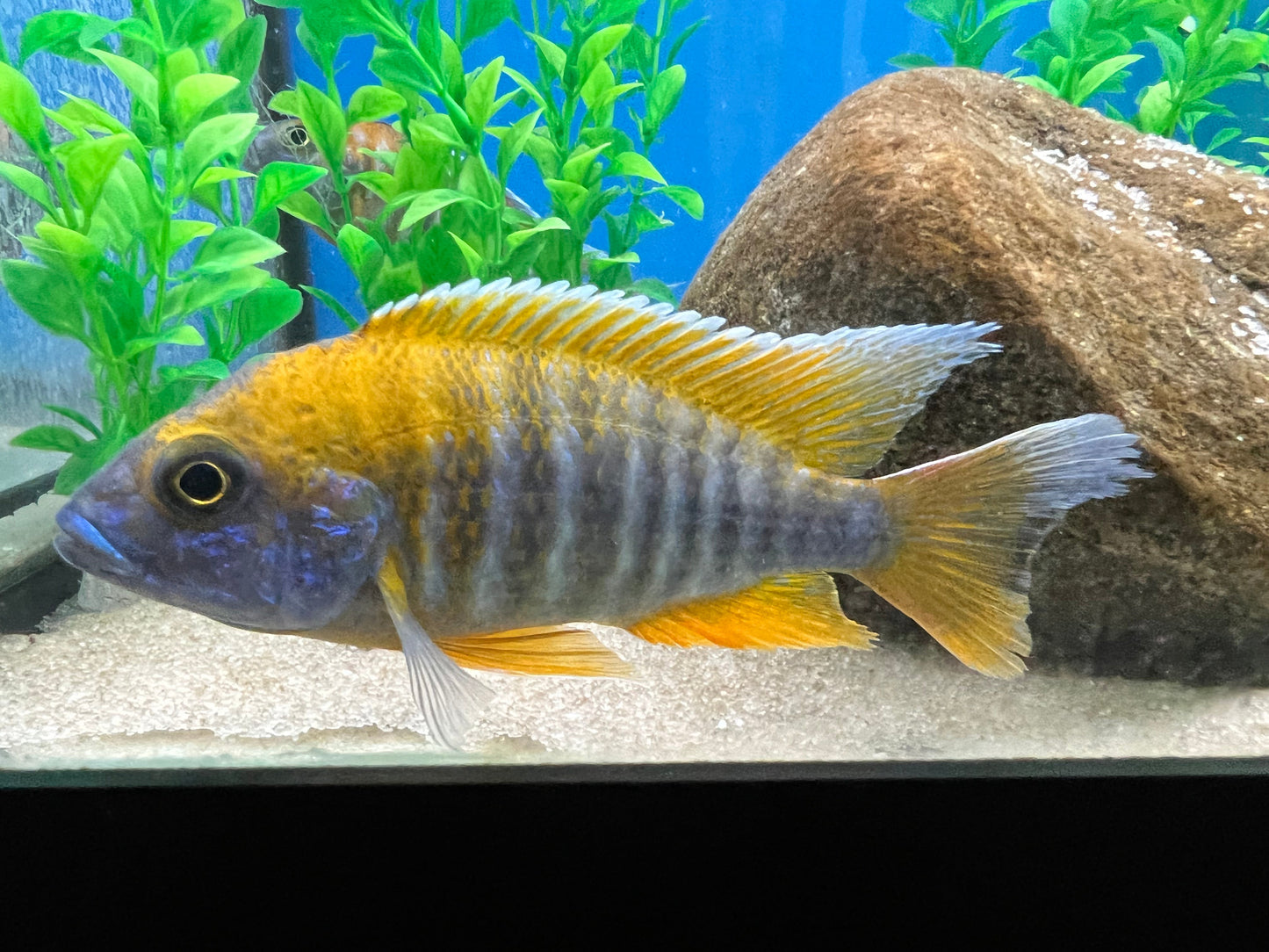 BOGO Swallowtail Peacock