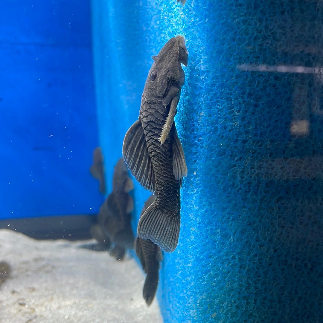 L056 Chubby Pleco