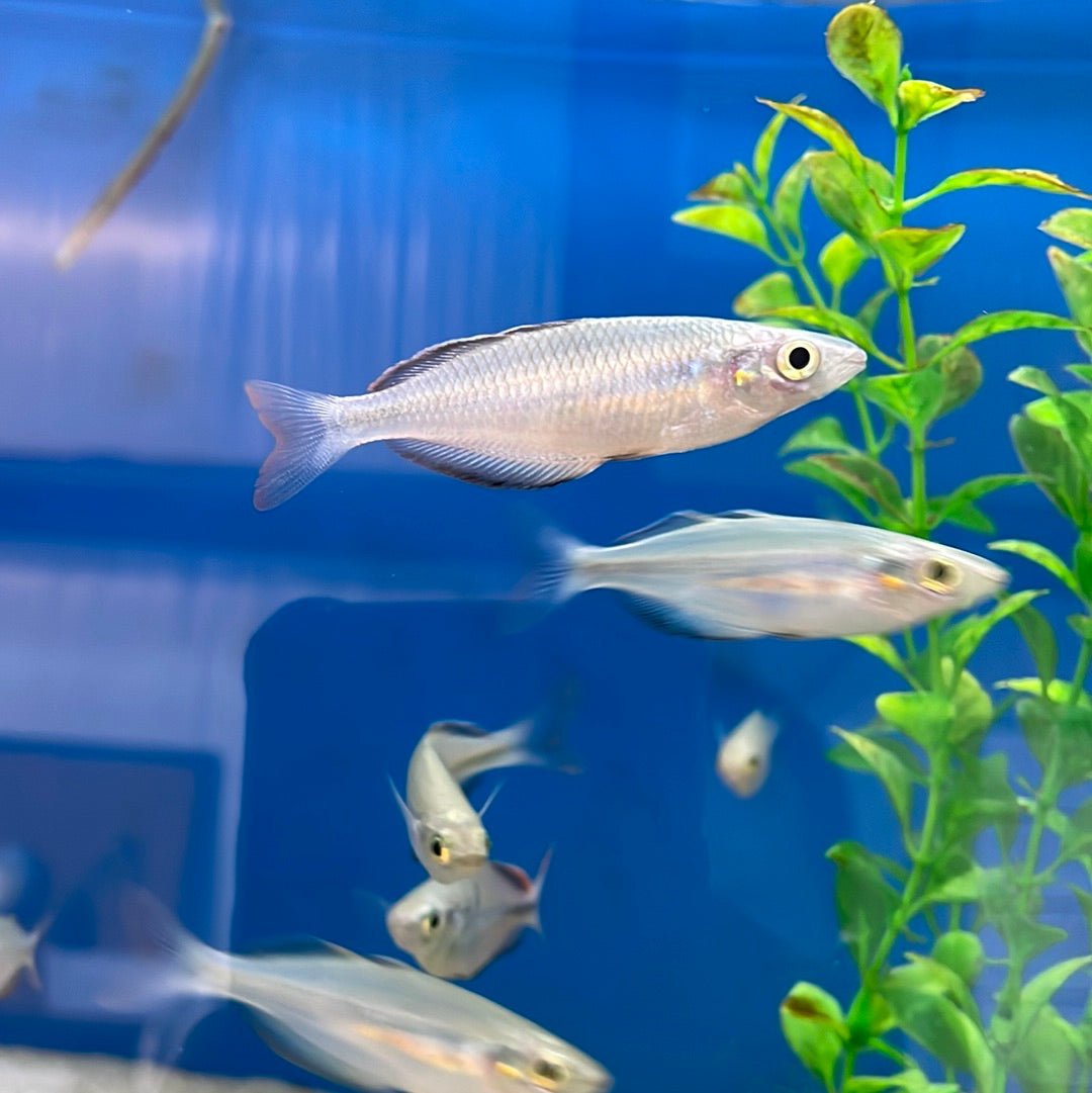 Susi Creek Rainbowfish