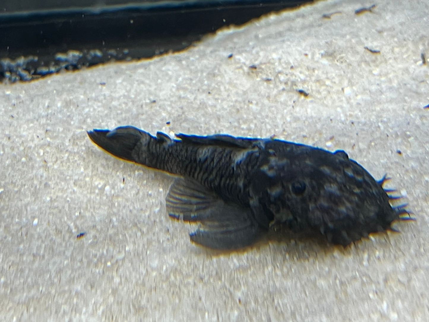 L034 Medusa Pleco