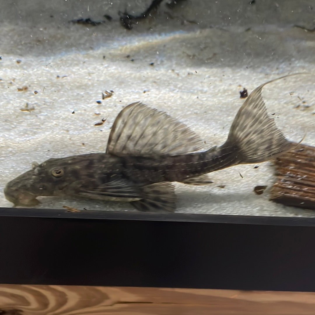 L024 Red Fin Cactus Pleco