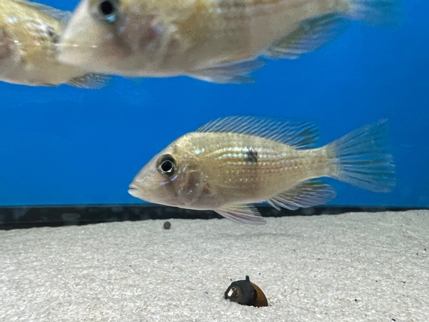 Gymnogeophagus rhabdotus