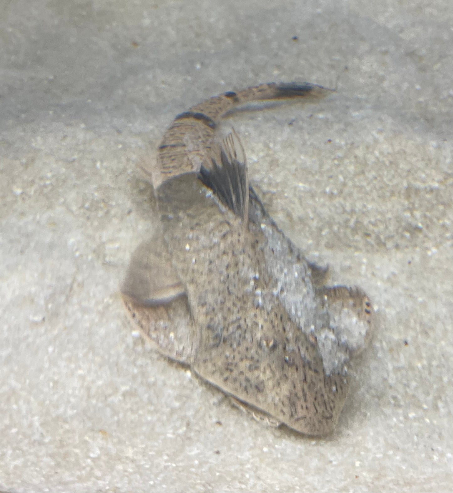 Chameleon Whiptail "Colombia"