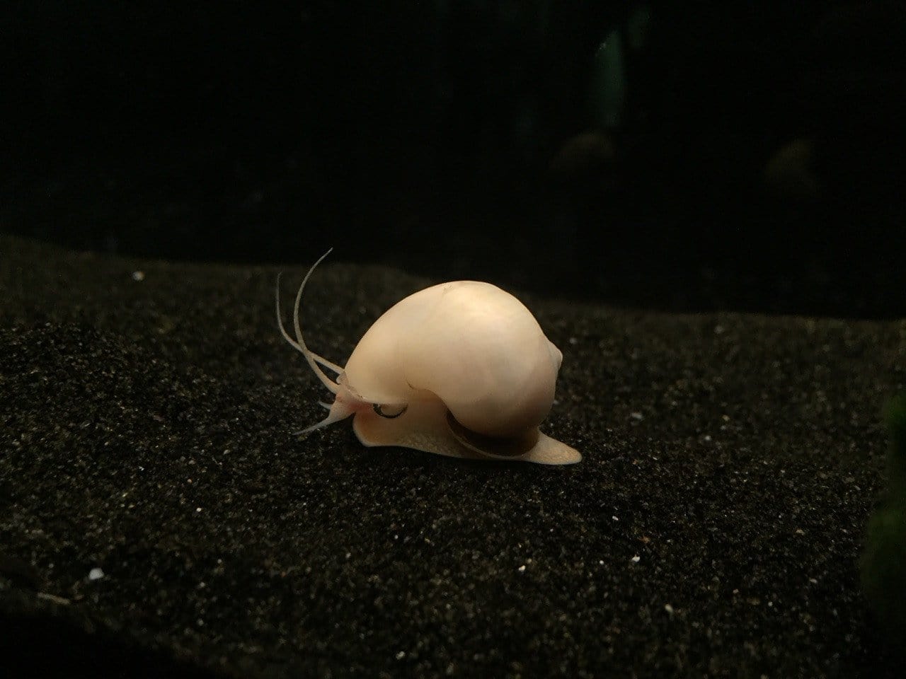 Mystery Snail Combo Pack (Pomacea bridgesii) - Imperial Tropicals