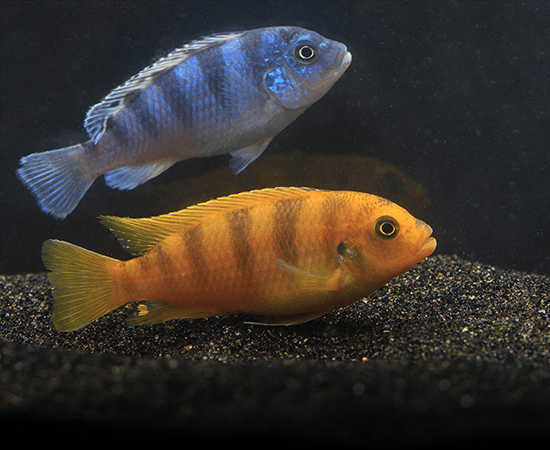Kenyi Cichlid (Pseudotropheus lombardoi) - Imperial Tropicals