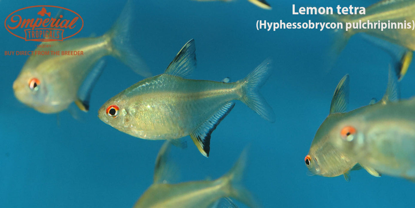 Lemon Tetra