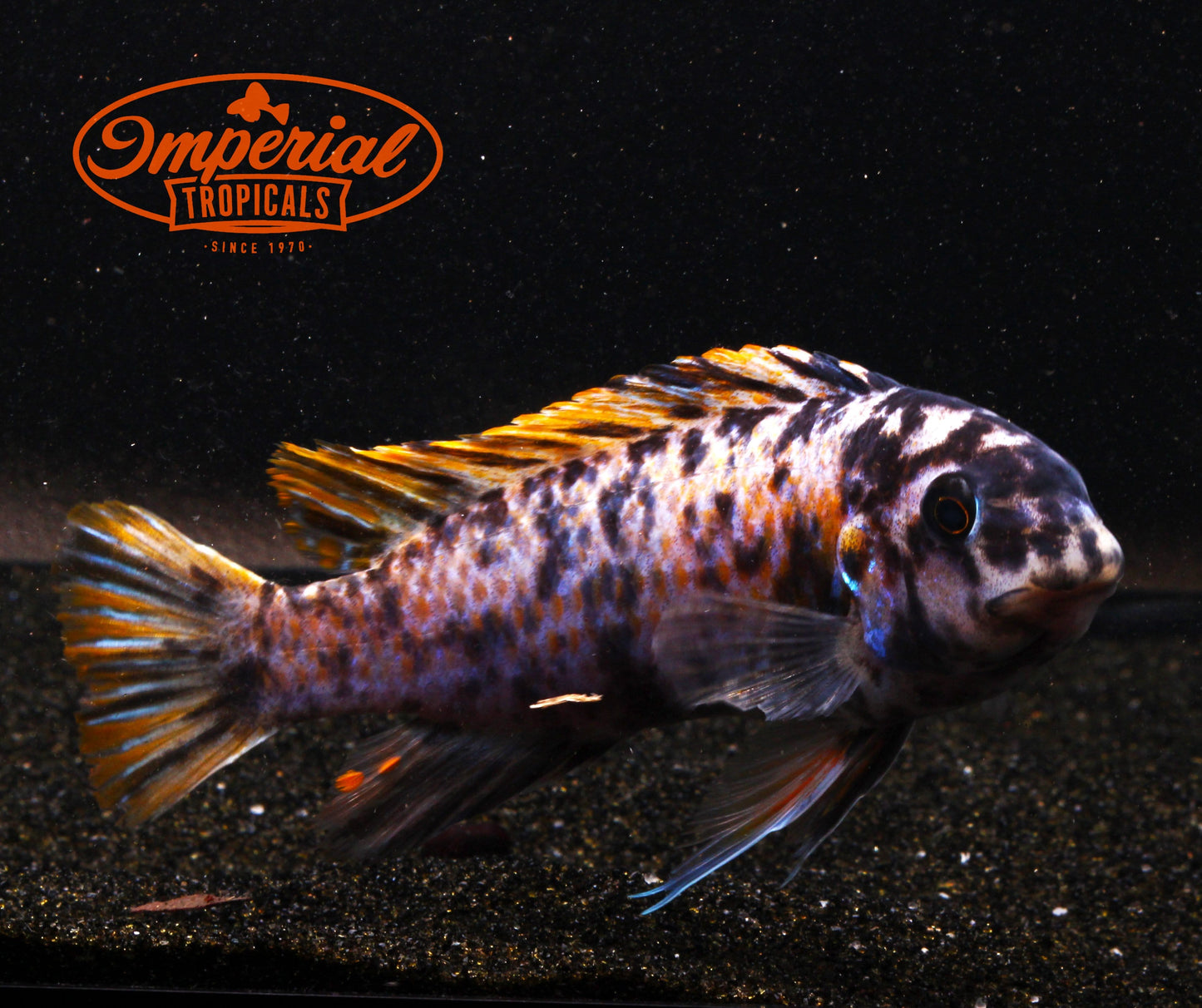 Katale Island (Labeotropheus fuelleborni) - Imperial Tropicals