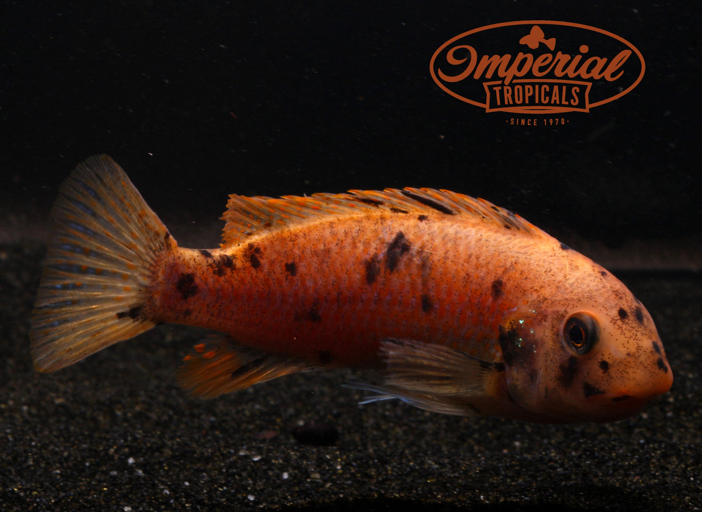 Katale Island (Labeotropheus fuelleborni) - Imperial Tropicals