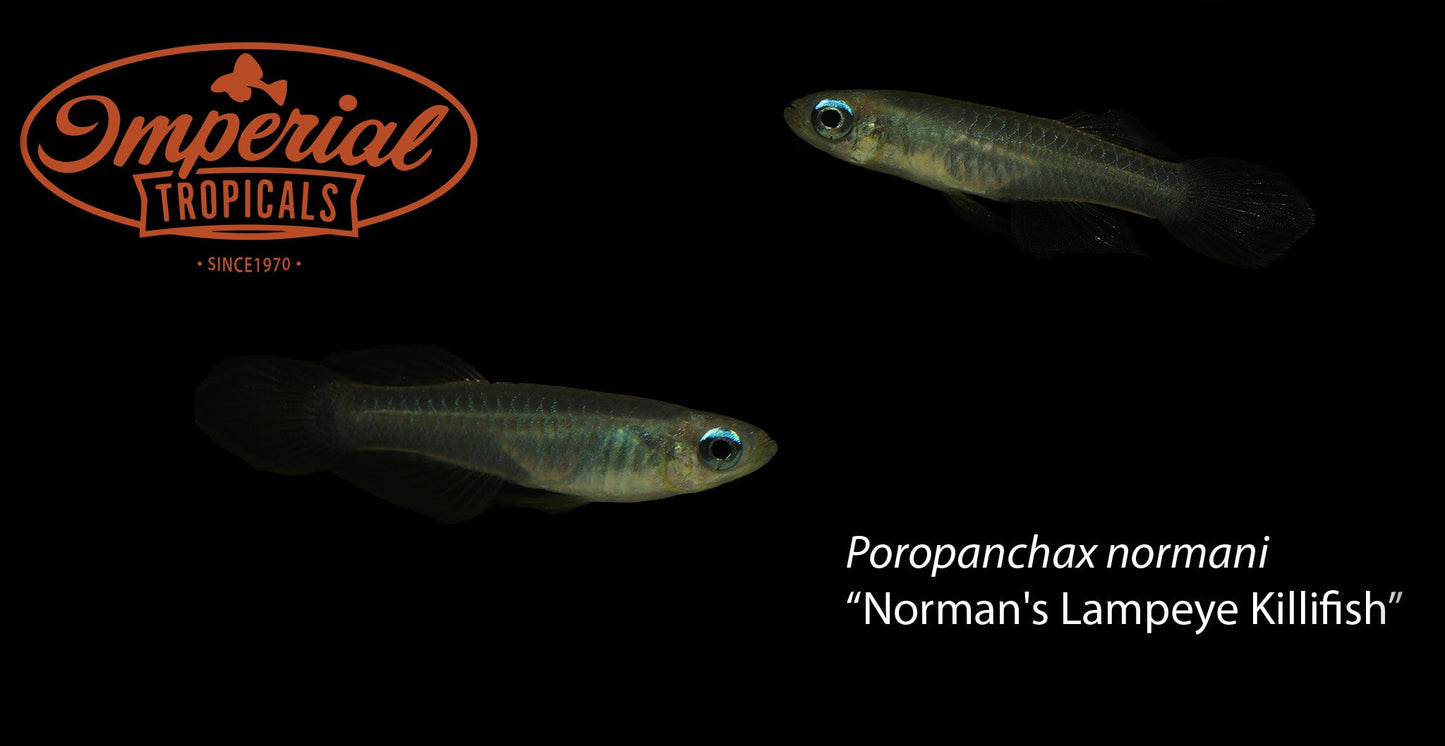 Norman's Lampeye Killifish