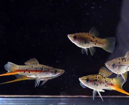 Livebearer Feeders 1/2"+ - Imperial Tropicals
