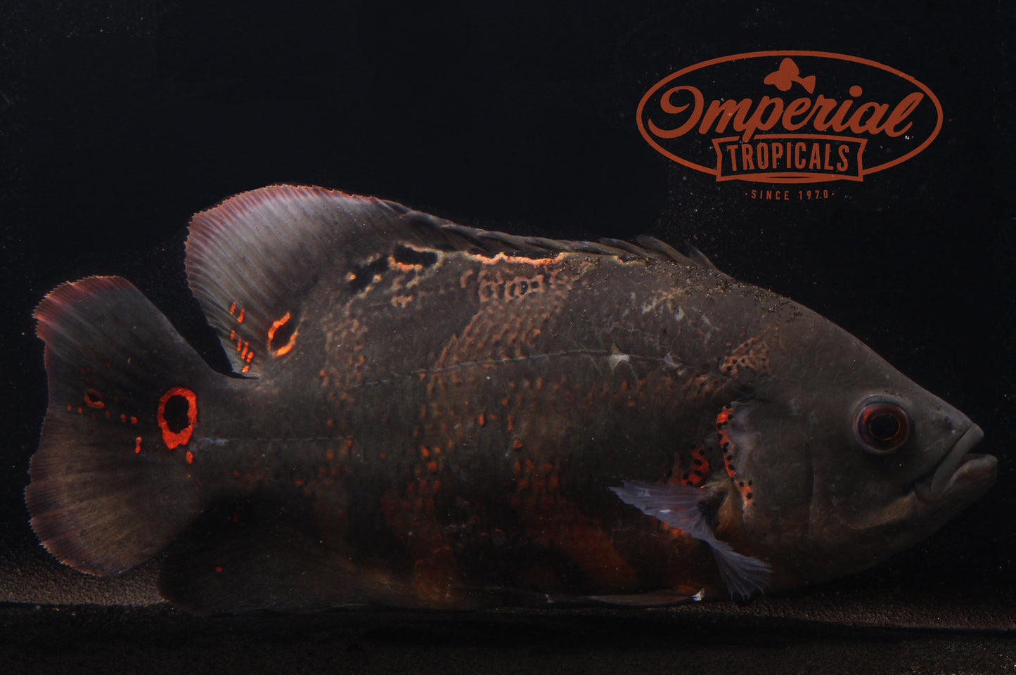 Tiger Oscar (Astronotus ocellatus) - Imperial Tropicals
